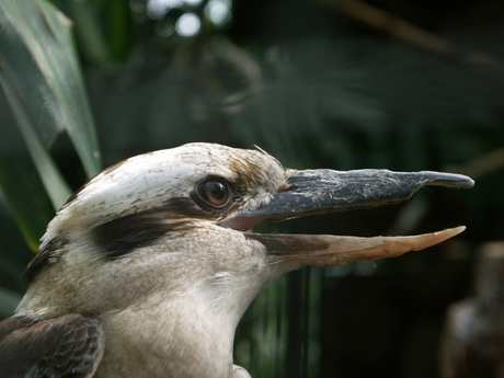 Vreemde vogel?