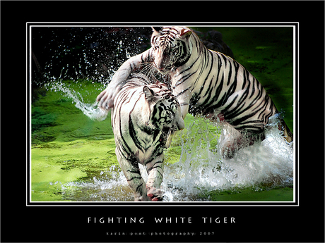 Fighting white tiger!