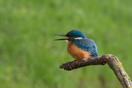 ijsvogel