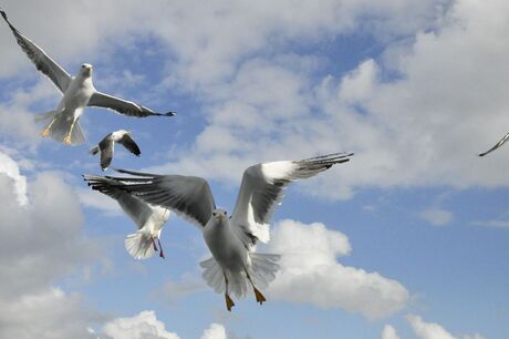 Boot Texel Den Helder