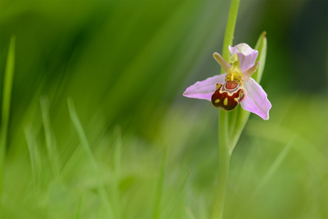 Bijenorchis