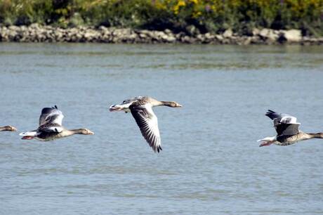 Gans uit en in beeld