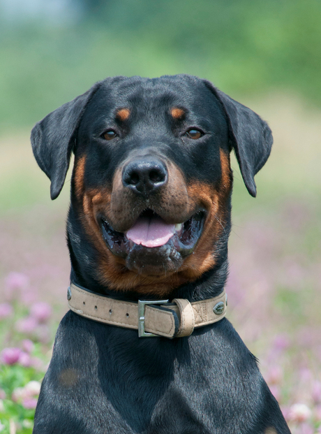 RottweilerXDoberman