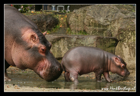 Baby-nijlpaardje en ma