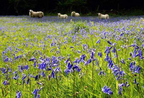 Bloemetjes en schaapjes