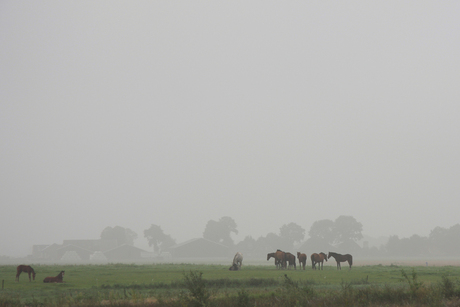 Mistige morgen in Drenthe