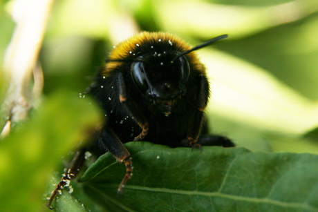 Hommel