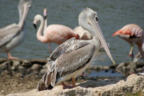 pelikaan Zuid-Frankrijk