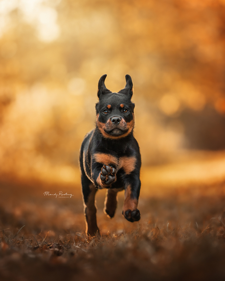 Pup in de herfst