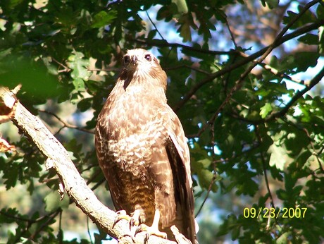 buizerd