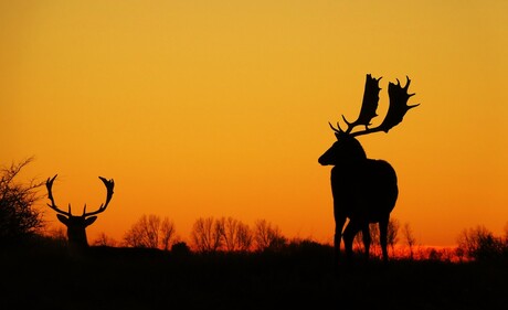 Zonsondergang in de AWD