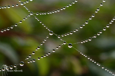 Druppels in een web