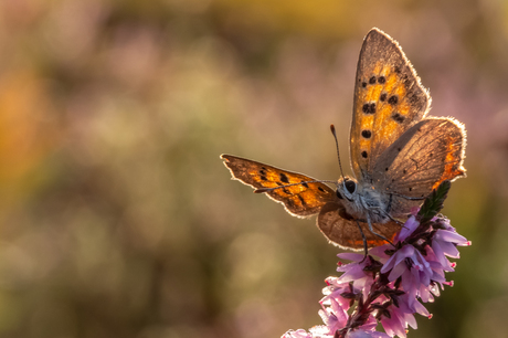 20180822_creijespot_4174