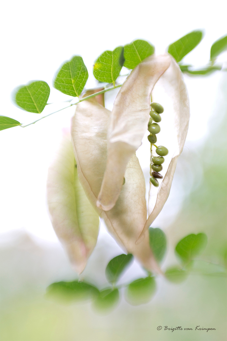 Green Seeds