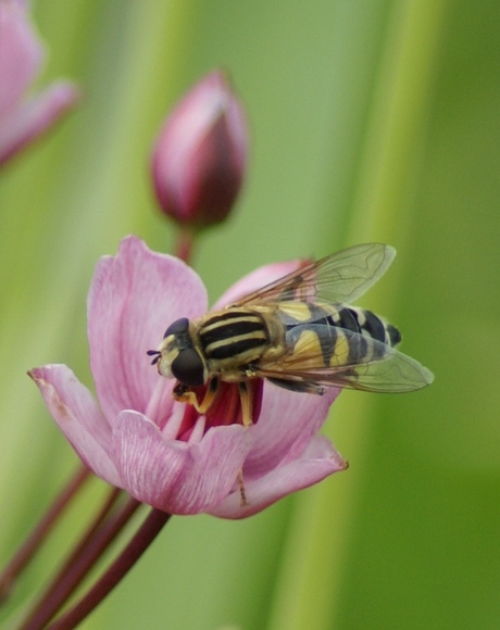 Zweefvlieg op een zwanenbloem