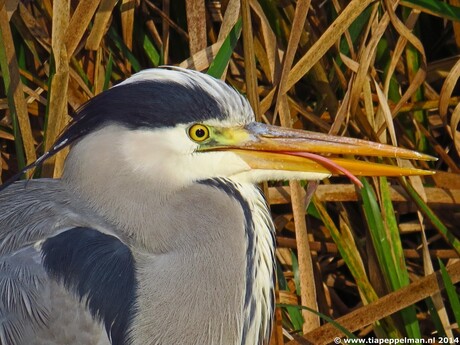 Blauwe reiger aan het nagenieten van zijn visje