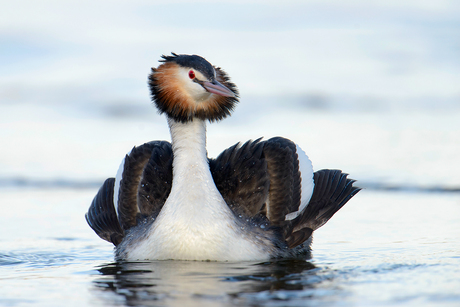 Admiraal zeilen van de Fuut
