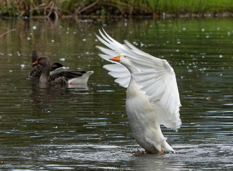 Witte gans