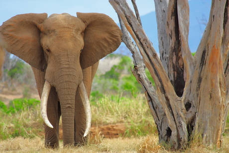 Red Elephan at Tsavo East