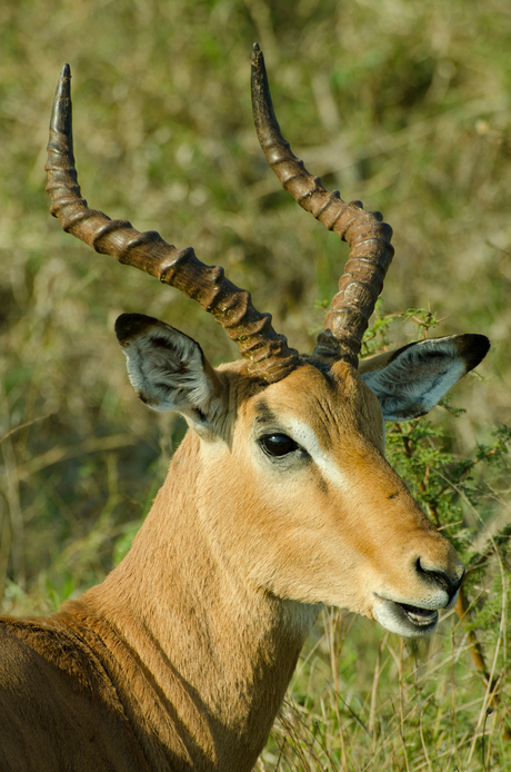 Springbok