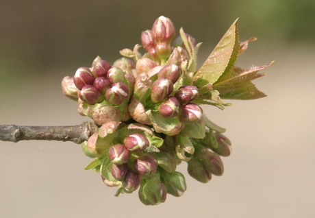 bloesemknop