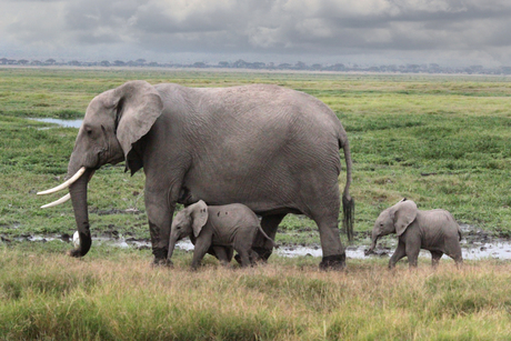 Tweeling olifant in kenia