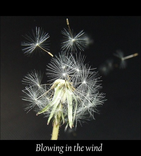 Blowing in the wind