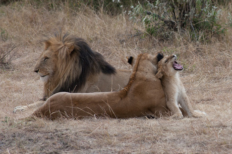De leeuwen familie