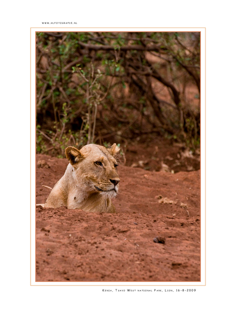 Lion 2, Kenia