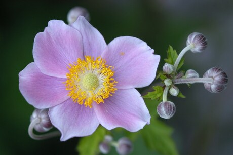 Bloemenpracht.