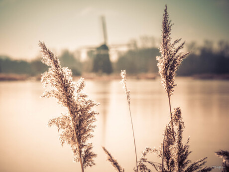 Molen Zevenhuizen, nostalgie