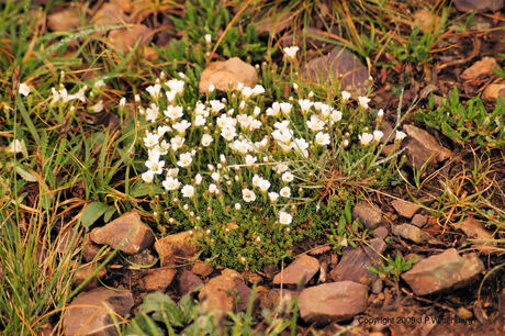 Wild flowers from Alaska