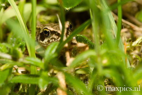 hidden frog