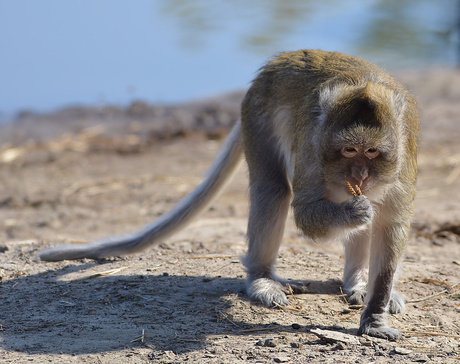 Java Aap (Macaca Fascicularis)