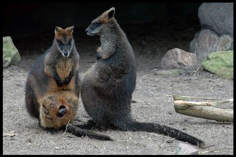 Burgers Zoo