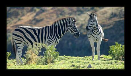 Zebra´s