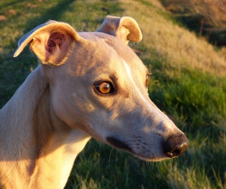 Mijn whippet Lewis