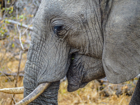 Close up van een olifant