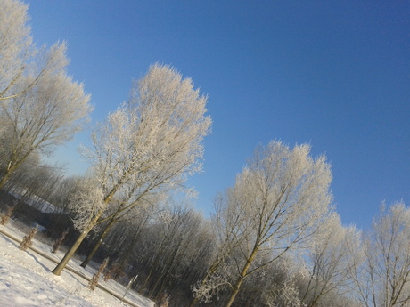 scheve bomen met sneeuw