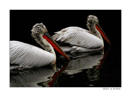 Pelican reflections