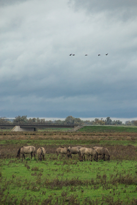 Horses