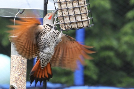 Northern Flicker Specht