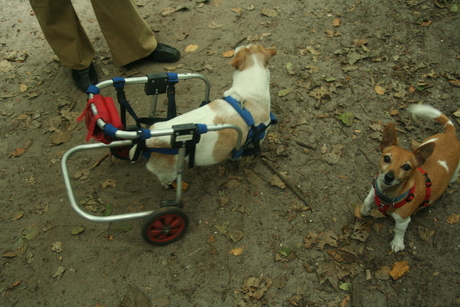 hond in karretje 2