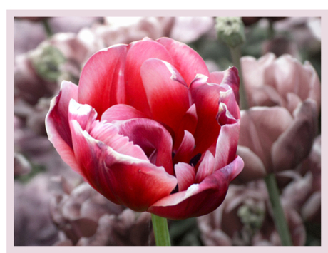 De roze tulp