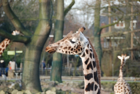 Dierenpark Emmen