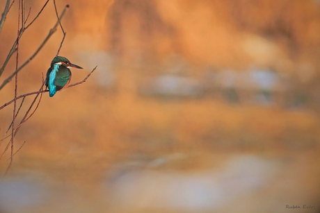 Ijsvogel