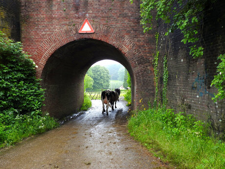 We zijn even aan de wandel in Limburg