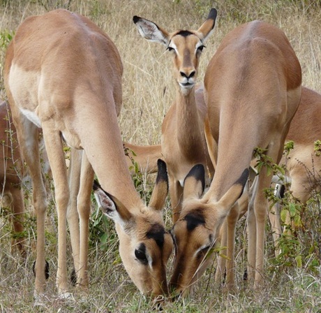 Op safari in Zuid-Afrika