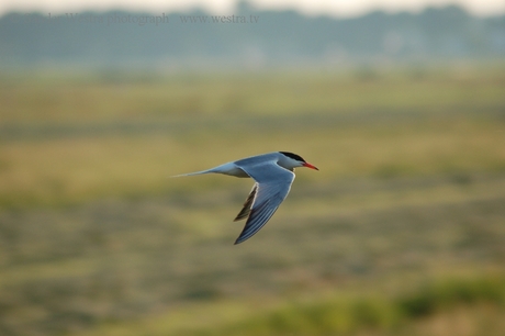 Vogelvlucht