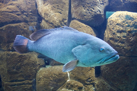 Blue fish